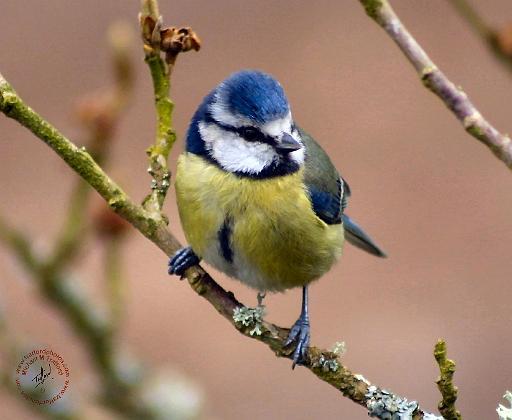 Blue Tit 8R84D-05.JPG